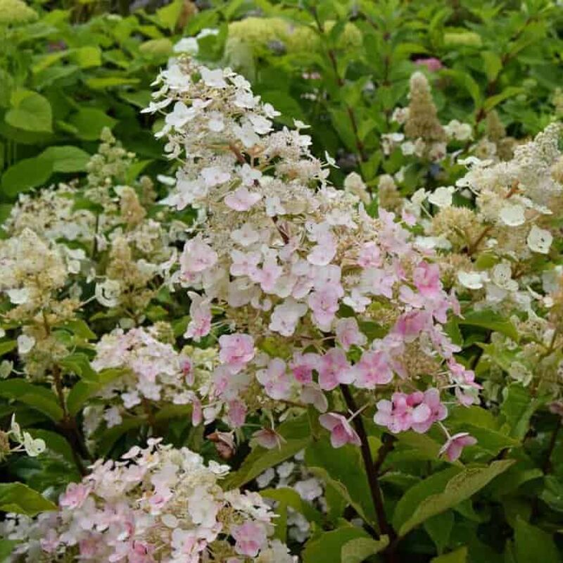 Hydrangea paniculata 'Pink Diamond' 40-60 cm